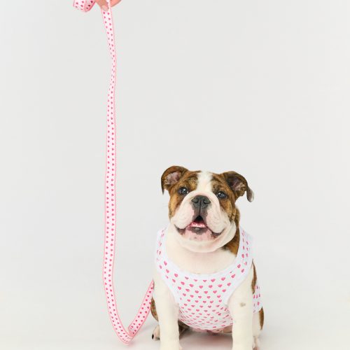 Hearts Dog Leash
