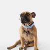 Monkey Dog Collar