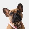 Hearts Dog Collar