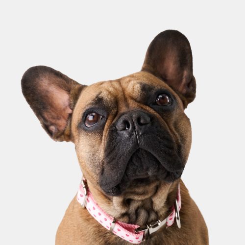 Hearts Dog Collar